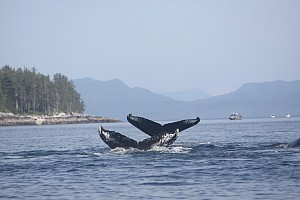 humpback buddies.jpg